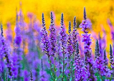 《女神转生》系列当年差点成为任天堂改编发行游戏